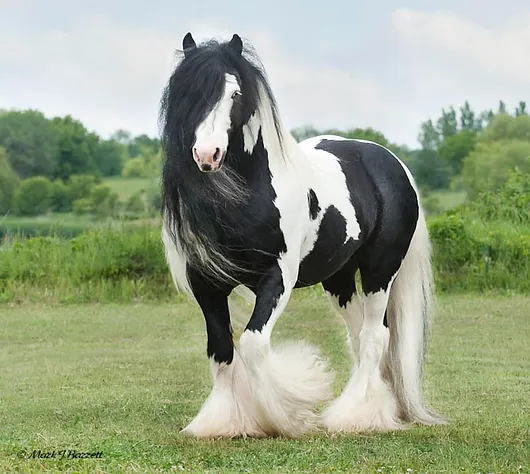 Friesian-Gypsy Vanner Crossbreed